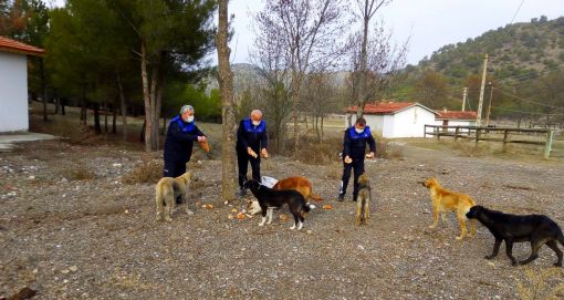 Osmancık Belediyesinin  sahipsiz hayvanlara yiyecek yardımı devam ediyor 1